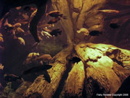 georgia aquarium south america